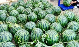 哪个网红连麦吃瓜最多,揭秘网红连麦吃瓜背后的热门现象