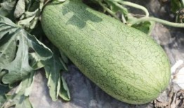 哪个网红连麦吃瓜最多,揭秘网红连麦吃瓜背后的热门现象