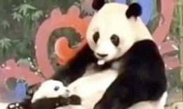 二傻吃瓜视频免费观看下载,免费观看与下载，畅享欢乐时光