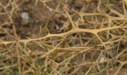 荆棘荆棘在线观看,在线观看，探寻人生坎坷之旅