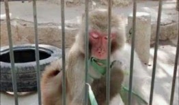 山东猴哥爆料事件视频,揭秘事件背后真相