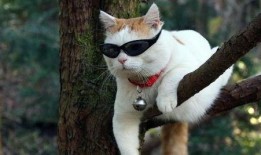 娱乐猫吃瓜记,揭秘娱乐圈幕后风云