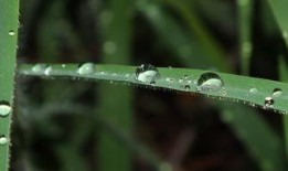 露珠在线观看,揭秘网络直播的魅力与挑战