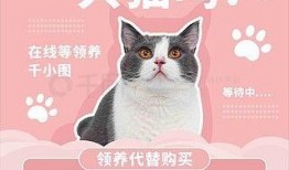 猫咪爆料视频素材大全高清,高清素材大全揭秘萌宠日常