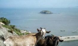 钓鱼爆料老山羊视频下载,钓鱼爆料视频下载解析