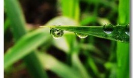 露珠在线观看,揭秘网络直播的魅力与挑战