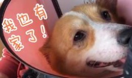 向死而生二狗最新爆料是哪一集,揭秘哪一集引发热议