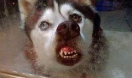 逆徒二哈最新爆料,揭秘娱乐圈背后的惊人真相！