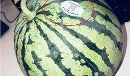 吃瓜最多的网红,揭秘吃瓜最多的网红传奇