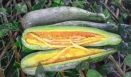 网红瓜有哪些人喜欢吃,揭秘那些美食达人的味蕾偏好