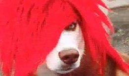 二傻吃瓜视频免费观看下载,免费观看与下载，畅享欢乐时光