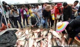 安阳爆料买鱼坑人视频曝光,视频曝光揭露惊人真相