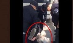 东北妞妞爆料截图视频,揭秘幕后真相