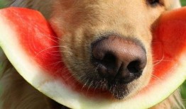 娱乐吃瓜酱千狗,揭秘娱乐圈背后的那些事儿