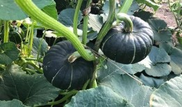 哪个网红连麦吃瓜最多,揭秘网红连麦吃瓜背后的热门现象