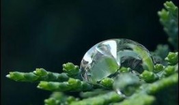 露珠在线观看,揭秘网络直播的魅力与挑战