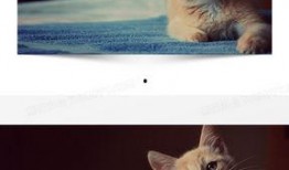 猫咪爆料视频素材大全高清,高清素材大全揭秘萌宠日常