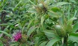 白术最新技能爆料视频,神秘力量觉醒，战力再升级！