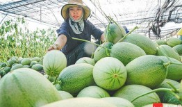 网红丰田密瓜怎么吃,解锁美味新食法，轻松享受夏日清新