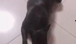 主播扎狗爆料视频大全集,揭秘娱乐圈幕后真相