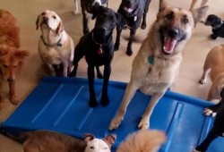 呆狗看爆料视频,爆料视频背后的惊人真相