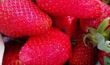 小花妞新疆爆料草莓视频,小花妞带你领略大美新疆的甜蜜诱惑