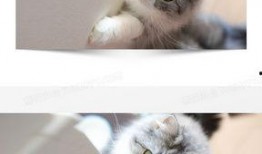 猫咪爆料视频素材大全高清,高清素材大全揭秘萌宠日常